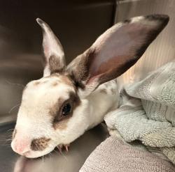 Shelter Stray Male Rabbit last seen Retriever Lane, RALEIGH, NC, 27603, 820 Beacon Lake Dr, Raleigh, NC 27610, USA