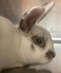 Shelter Stray Female Rabbit last seen Retriever Lane, RALEIGH, NC, 27603, 820 Beacon Lake Dr, Raleigh, NC 27610, USA