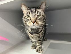 Shelter Stray Male Cat last seen Outside of ACC, NEW YORK, NY, 10029, 326 E 110th St, New York, NY 10029, USA