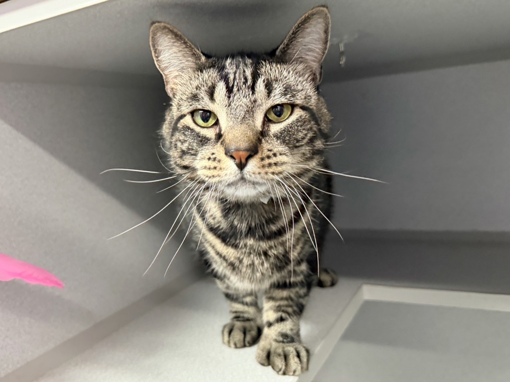 Shelter Stray Male Cat last seen Outside of ACC, NEW YORK, NY, 10029, 326 E 110th St, New York, NY 10029, USA