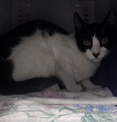 Shelter Stray Male Cat last seen Near E Valley Parkway, Escondido, CA, 92027, Escondido, CA 92027, USA