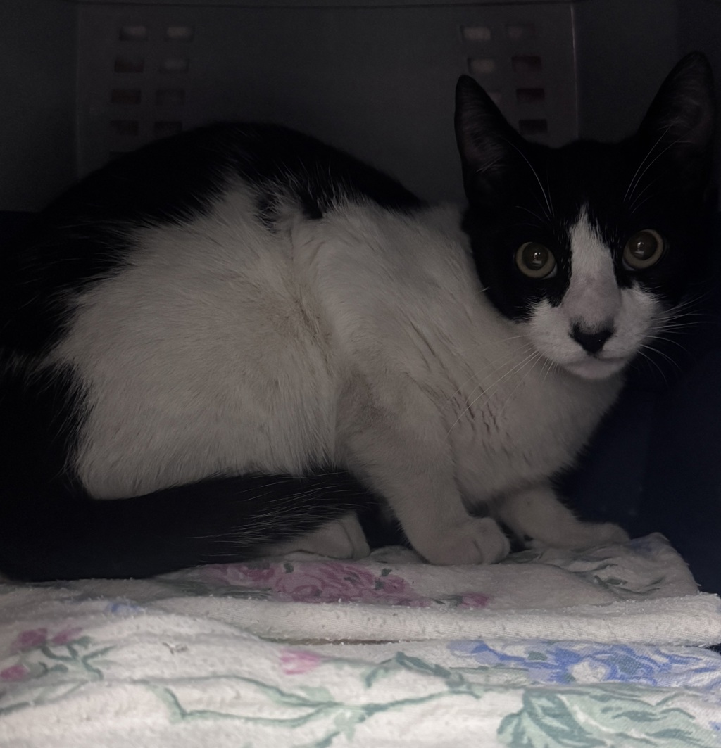 Shelter Stray Male Cat last seen Near E Valley Parkway, Escondido, CA, 92027, Escondido, CA 92027, USA