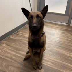 Shelter Stray Female Dog last seen Ocean Beach Dog beach, San Diego, CA, 92107, 5500 Gaines St, San Diego, CA 92110, USA