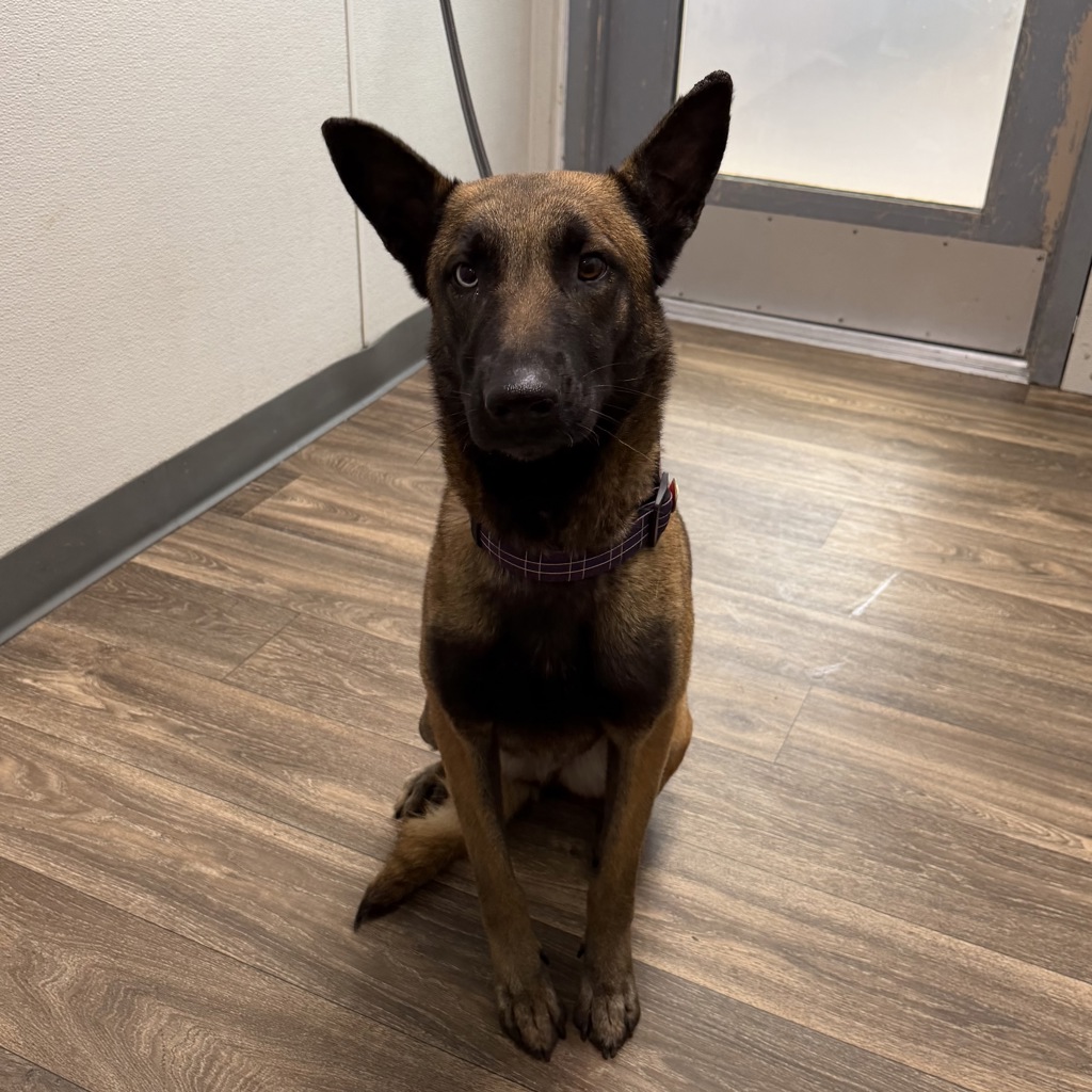Shelter Stray Female Dog last seen Ocean Beach Dog beach, San Diego, CA, 92107, 5500 Gaines St, San Diego, CA 92110, USA