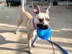 Shelter Stray Female Dog last seen Near Daniel Low Terrace, STATEN ISLAND, NY, 10301, 3139 Veterans Rd W, Staten Island, NY 10309, USA
