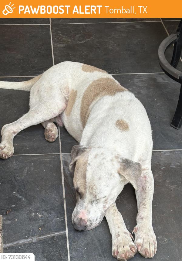 Found/Stray Male Dog last seen Exxon Station on Brown Rd tomball tx, Tomball, TX 77375