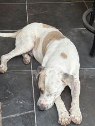 Found/Stray Male Dog last seen Exxon Station on Brown Rd tomball tx, Tomball, TX 77375