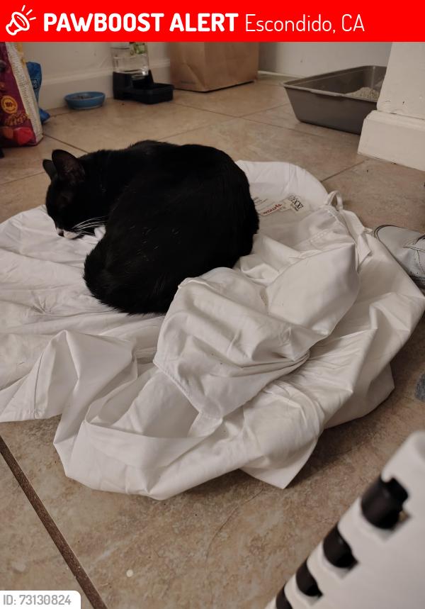 Lost Male Cat last seen Hayden dr, Escondido, CA 92027