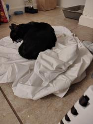 Lost Male Cat last seen Hayden dr, Escondido, CA 92027