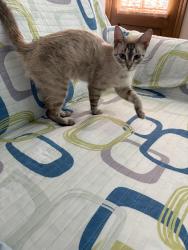 Found/Stray Female Cat last seen Apollo Ave, Scott, LA 70583