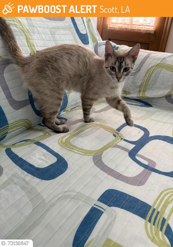 Found/Stray Female Cat last seen Apollo Ave, Scott, LA 70583