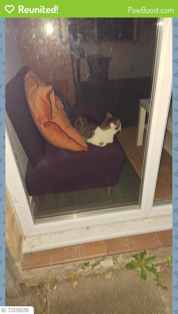 Reunited Female Cat last seen Dartmouth crescent, Greater Manchester, England SK5 8BG