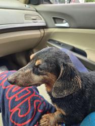 Reunited Male Dog last seen Bishop, Bishop, GA 30621