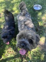Reunited Male Dog last seen Ramona Park, Portage, MI 49002