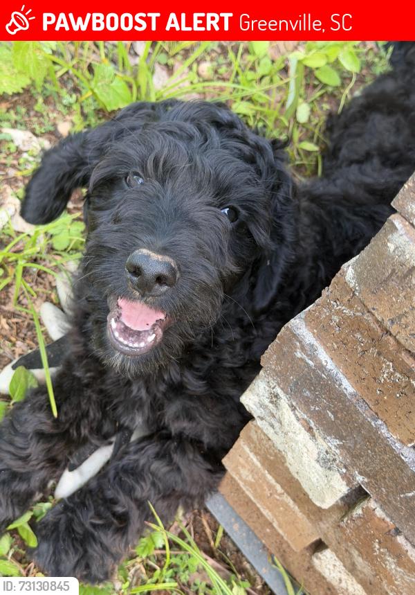 Lost Male Dog last seen Evelyn Drive, Greenville, SC 29605