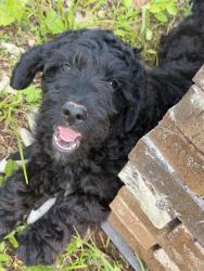 Lost Male Dog last seen Evelyn Drive, Greenville, SC 29605