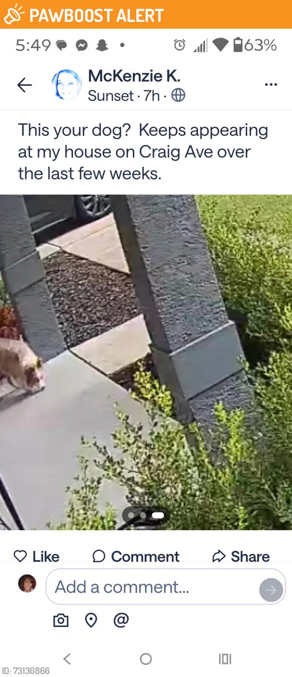 Found/Stray Unknown Dog last seen craige ave sebring, Highlands County, FL 33870
