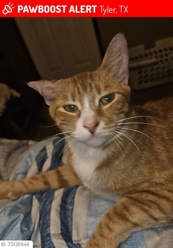 Lost Male Cat last seen Near Shiloh Road, Tyler, TX 75703