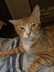 Lost Male Cat last seen Near Shiloh Road, Tyler, TX 75703