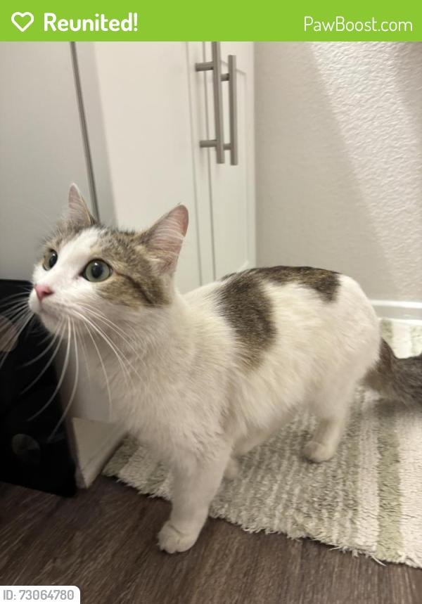 Reunited Unknown Cat last seen Pool at Rio Promenade Apts, San Diego, CA 92108