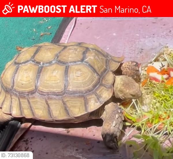 Lost Unknown Reptile last seen Oak Grove Ave, San Marino, San Marino, CA 91108