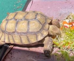 Lost Unknown Reptile last seen Oak Grove Ave, San Marino, San Marino, CA 91108