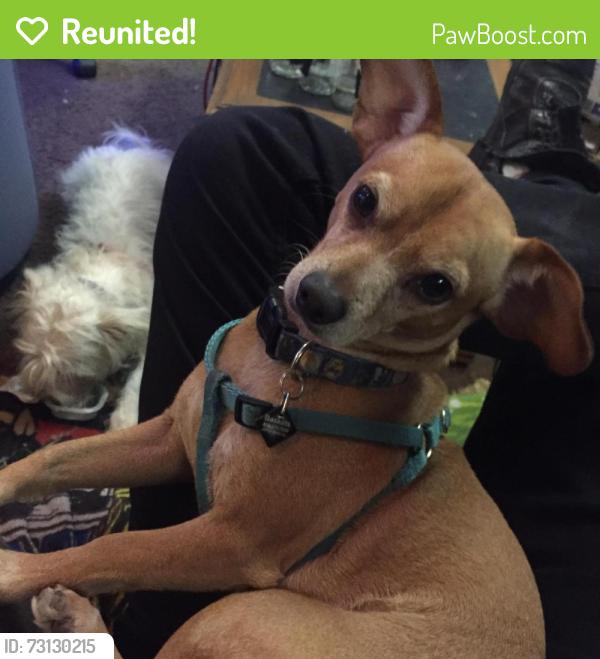 Reunited Male Dog last seen Serriana park, Los Angeles, CA 91364