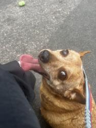 Reunited Male Dog last seen Mount Caramel Church, San Diego, CA 92129
