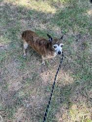 Found/Stray Male Dog last seen Silver Creek Materials, Fort Worth, TX 76108