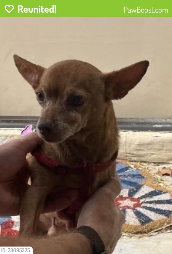 Reunited Male Dog last seen Near freeway near 202, Phoenix, AZ 85008