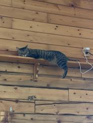 Lost Female Cat last seen Hilltop road by big yellow barn, Douglas County, CO 80134