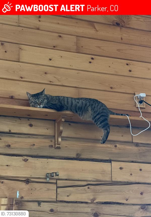 Lost Female Cat last seen Hilltop road by big yellow barn, Douglas County, CO 80134