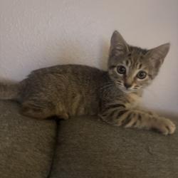 Shelter Stray Female Cat last seen , 8020 Washington St, Port Richey, FL 34668, USA