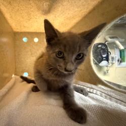 Shelter Stray Male Cat last seen , 361 S Raymond Ave, Pasadena, CA 91105, USA