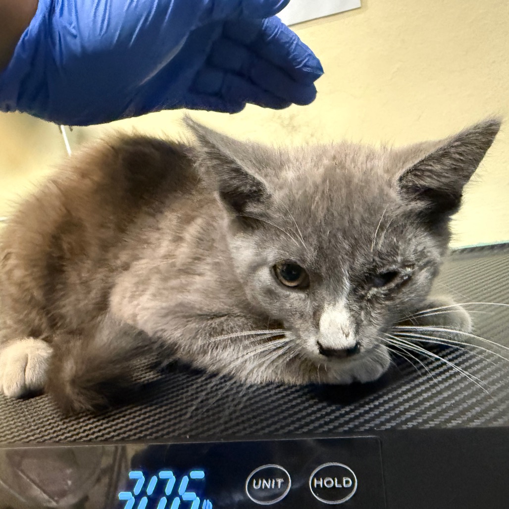 Shelter Stray Male Cat last seen , 361 S Raymond Ave, Pasadena, CA 91105, USA