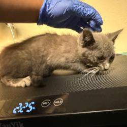 Shelter Stray Female Cat last seen , 361 S Raymond Ave, Pasadena, CA 91105, USA