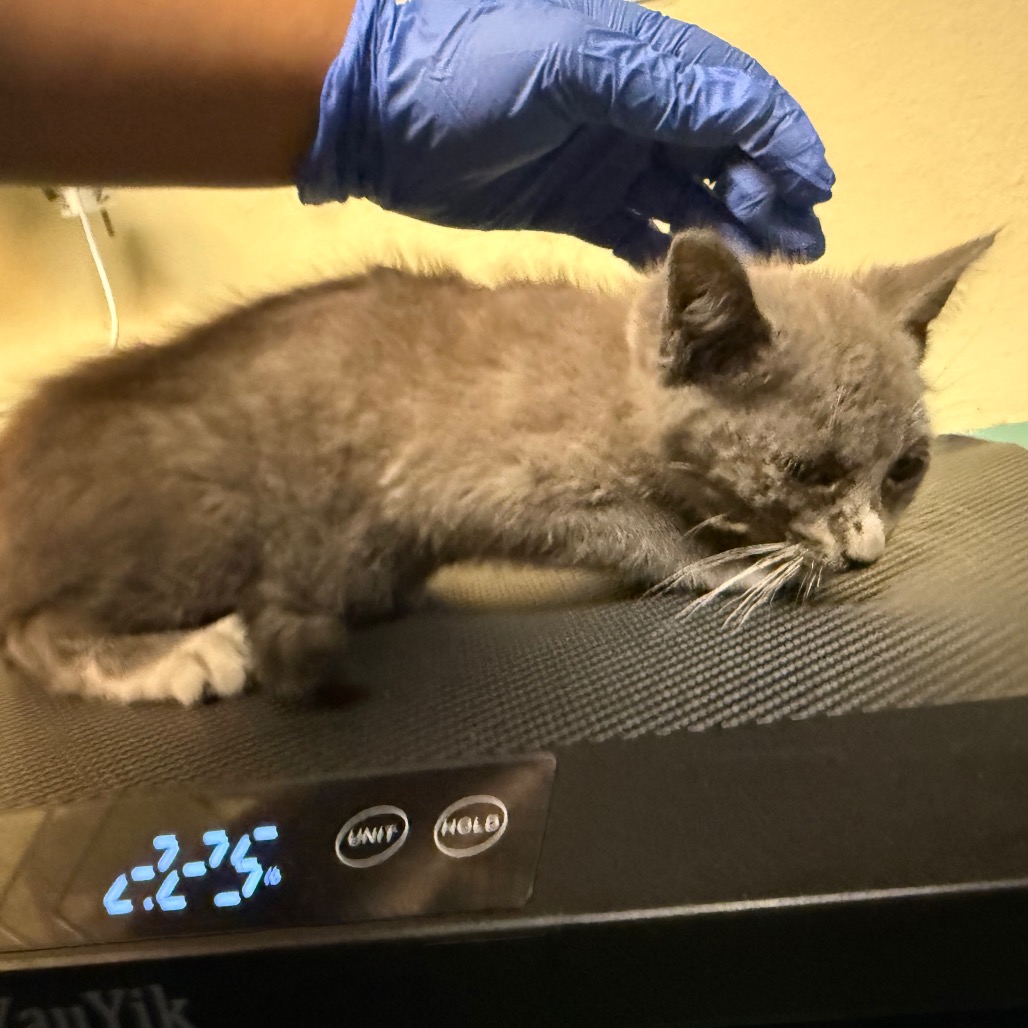 Shelter Stray Female Cat last seen , 361 S Raymond Ave, Pasadena, CA 91105, USA