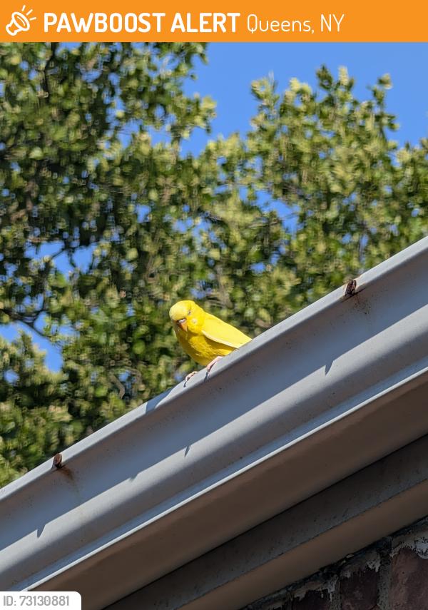 Found/Stray Unknown Bird last seen My backyard, Queens, NY 11426