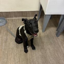 Shelter Stray Female Dog last seen , 361 S Raymond Ave, Pasadena, CA 91105, USA
