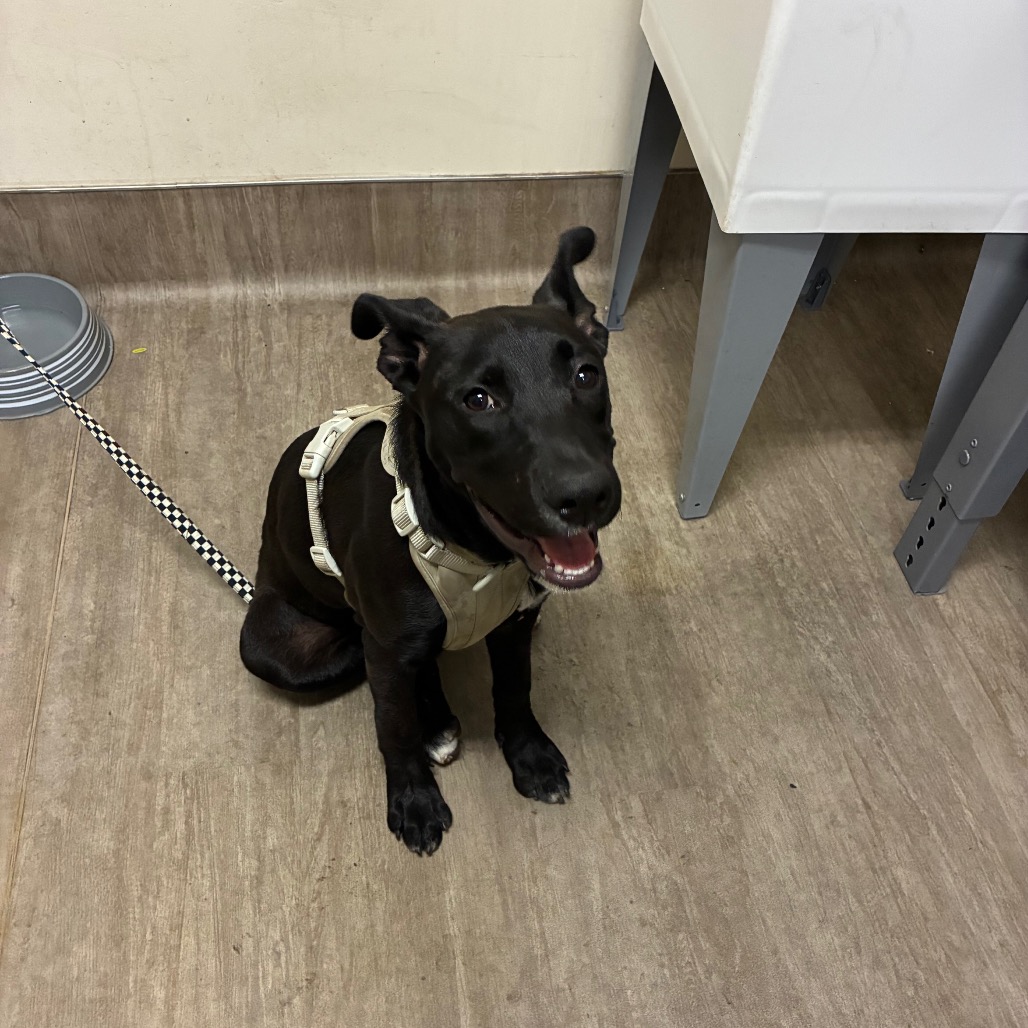 Shelter Stray Female Dog last seen , 361 S Raymond Ave, Pasadena, CA 91105, USA