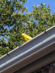 Found/Stray Unknown Bird last seen My backyard, Queens, NY 11426