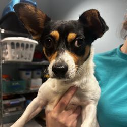 Shelter Stray Male Dog last seen , 4500 N Access Rd, Chattanooga, TN 37415, USA