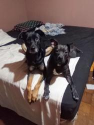 Lost Female Dog last seen Near gamel road Longview texas, Longview, TX 75604