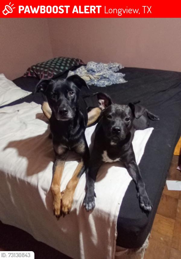 Lost Female Dog last seen Near gamel road Longview texas, Longview, TX 75604