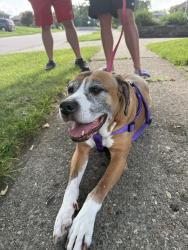 Reunited Female Dog last seen Stevie Ln, Cincinnati, OH 45239