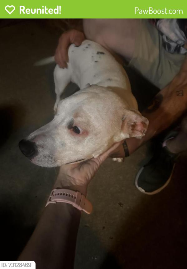 Reunited Female Dog last seen Paisley and Morgan, Oklahoma City, OK 73099