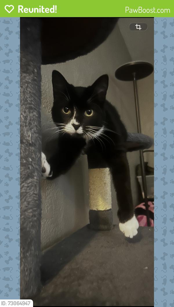 Reunited Male Cat last seen N cottage ave, Independence, MO 64054