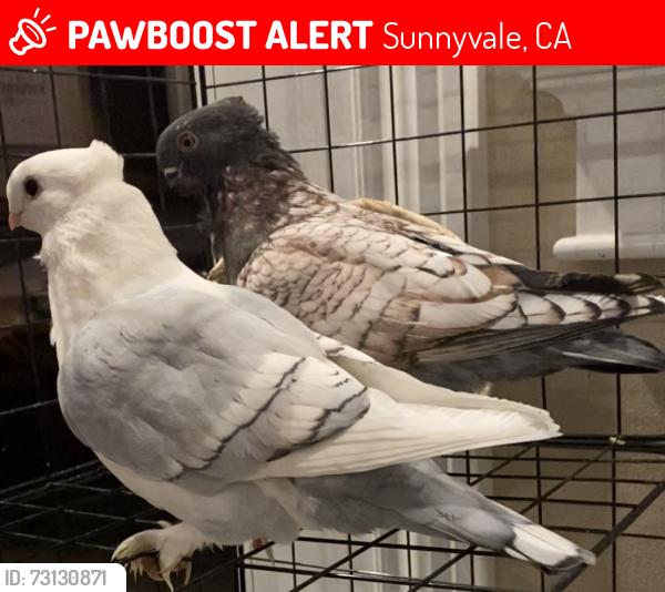 Lost Male Bird last seen Hampton drive Sunnyvale ca 94087, Sunnyvale, CA 94087