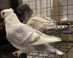 Lost Male Bird last seen Hampton drive Sunnyvale ca 94087, Sunnyvale, CA 94087