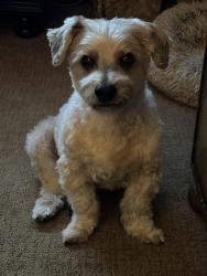 Reunited Male Dog last seen Vergus Ave & Lake View Dr., Jordan, MN, Spring Lake Township, MN 55352